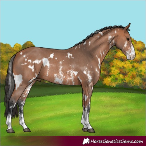 Horse Color:White Spotted Bay Sabino Rabicano 