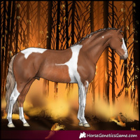 Horse Color:Chestnut Tobiano Rabicano 