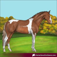 Horse Color:Chestnut Tobiano Rabicano 