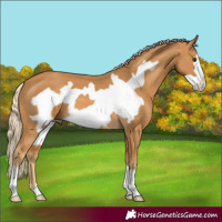Horse Color:Palomino Frame 
