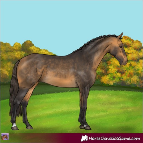 Horse Color:Buckskin 
