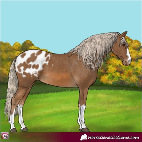 Horse Color:Chocolate Palomino Appaloosa 