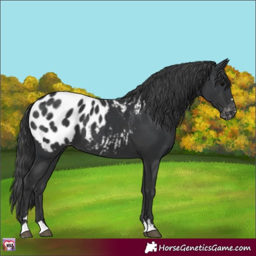 Horse Color:Black Appaloosa 