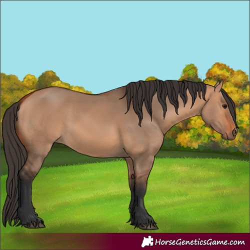 Horse Color:Bay Dun 