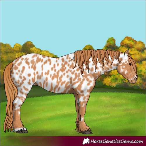Horse Color:Chestnut Appaloosa 
