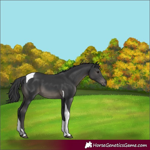 Horse Color:Black Tobiano 
