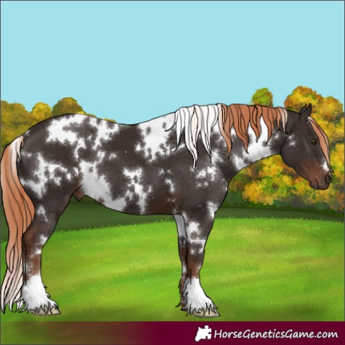Horse Color:White Spotted Liver Chestnut 