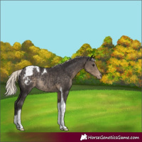 Horse Color:Silver Smoky Black Tobiano Varnish Rabicano 