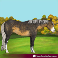 Horse Color:Silver Buckskin Sabino 
