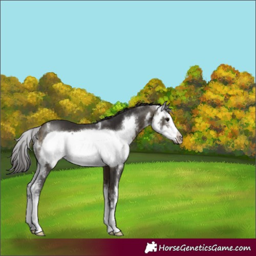 Horse Color:Buckskin Sabino Frame 