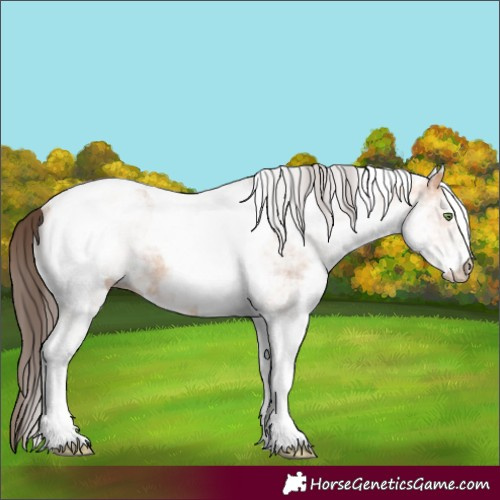 Horse Color:White Spotted Amber Champagne Ice Tobiano Rabicano 