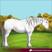 Horse Color:White Spotted Amber Champagne Ice Tobiano Rabicano