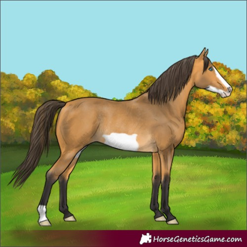 Horse Color:Buckskin Frame Rabicano 