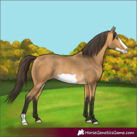 Horse Color:Buckskin Frame Rabicano 