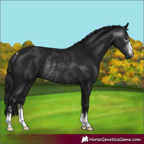 Horse Color:Gray Smoky Black Rabicano 