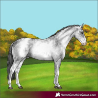 Horse Color:White Spotted Black Ice 
