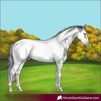 Horse Color:Blue Roan Splash Tobiano Frame Appaloosa 