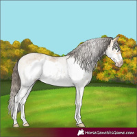 Horse Color:White Spotted Amber Cream Champagne Frame Rabicano 
