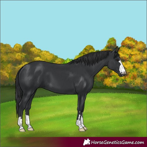 Horse Color:Black 