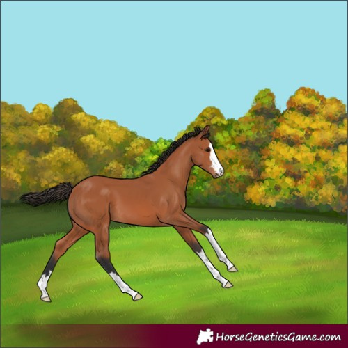 Horse Color:Bay 