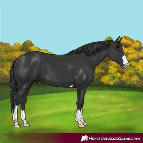 Horse Color:Black 
