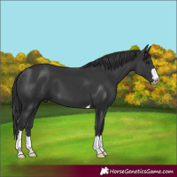 Horse Color:Black 