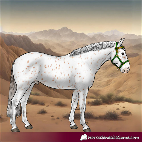 Horse Color:Bay Appaloosa 
