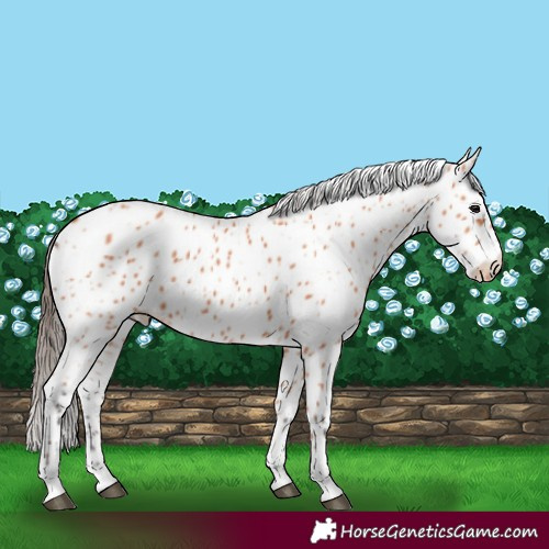 Horse Color:Bay Appaloosa 
