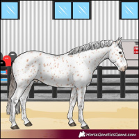 Horse Color:Bay Appaloosa 