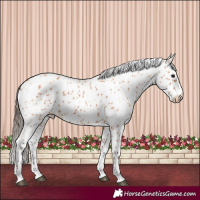 Horse Color:Bay Appaloosa 