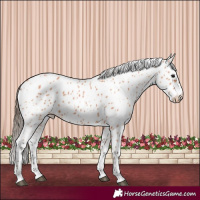 Horse Color:Bay Appaloosa 