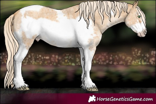 Horse Color:Gold Cream Champagne Sabino Tobiano Frame 