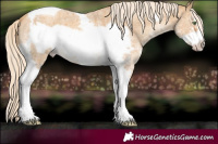 Horse Color:Gold Cream Champagne Sabino Tobiano Frame