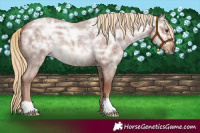 Horse Color:Red Ice Roan