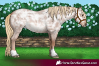 Horse Color:Red Ice Roan 