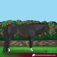 Horse Color:Brown 
