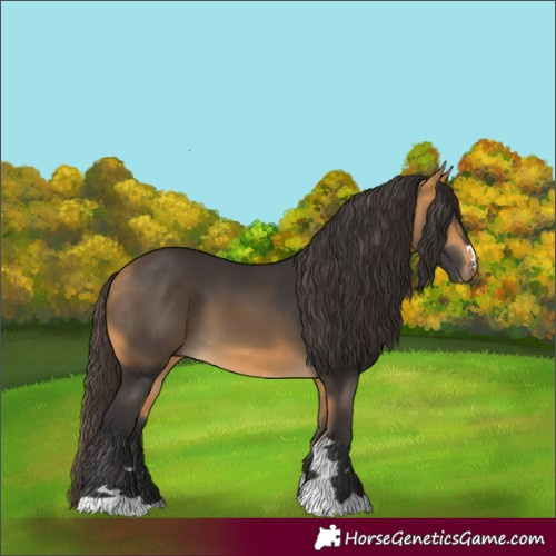 Horse Color:Buckskin 