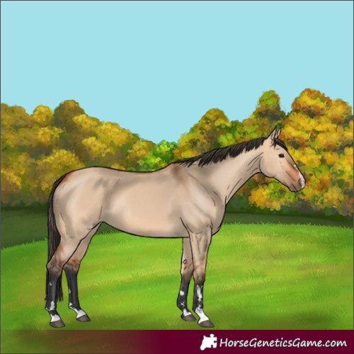 Horse Color:Unknown