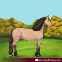 Horse Color:Bay Dun