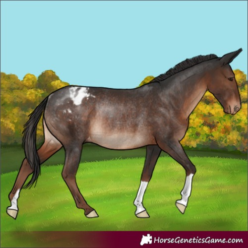 Horse Color:Liver Chestnut Appaloosa Rabicano 