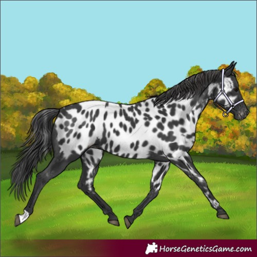 Horse Color:Black Near Leopard