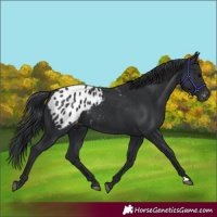 Horse Color:Black Blanket