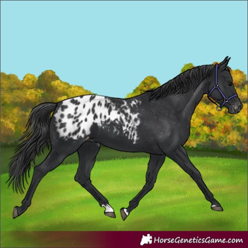 Horse Color:Black Blanket 