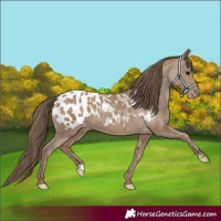 Horse Color:Classic Champagne Blanket