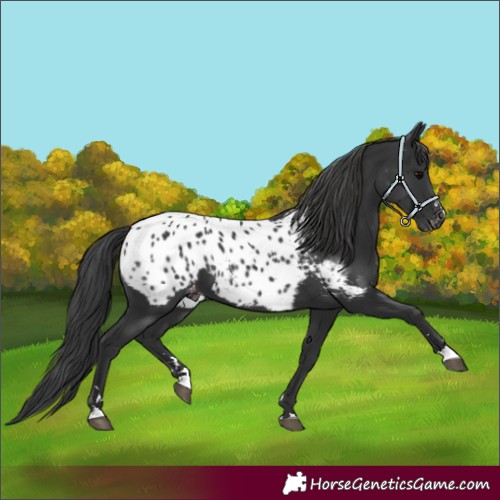 Horse Color:Black Near Leopard