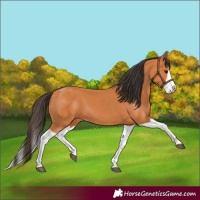 Horse Color:Bay Splash Frame