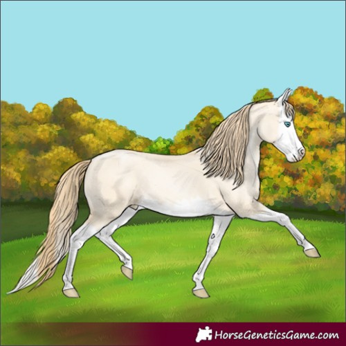 Horse Color:Buckskin Pearl Dun Splash
