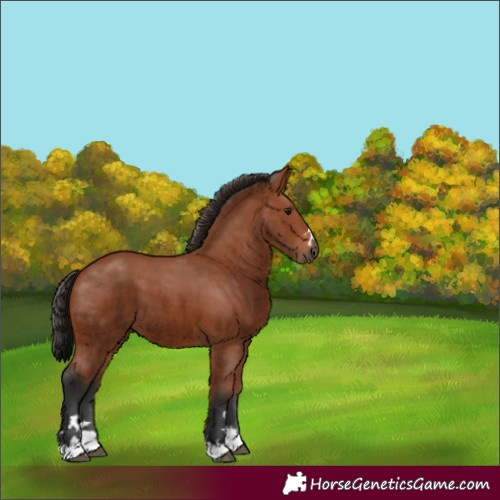 Horse Color:Bay 