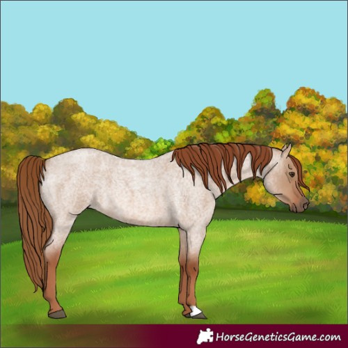 Horse Color:Red Dun Roan 