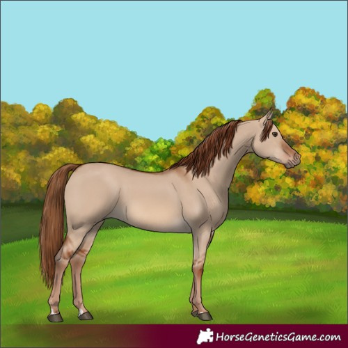 Horse Color:Red Dun